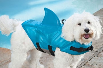 Il giubbetto squalo per cani
