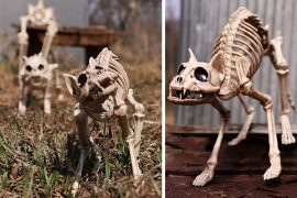 Il gatto scheletrico