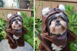 Costume da Ewok per cani